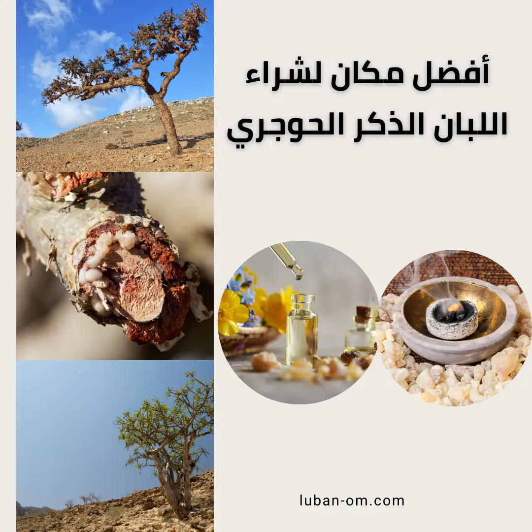 أفضل مكان لشراء اللبان الذكر الحوجري: دليلك الشامل للجودة والأصالة 1 أفضل مكان لشراء اللبان الذكر الحوجري